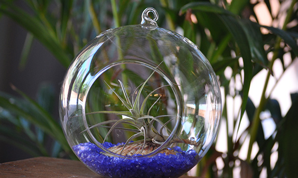 Hanging Air Plant
