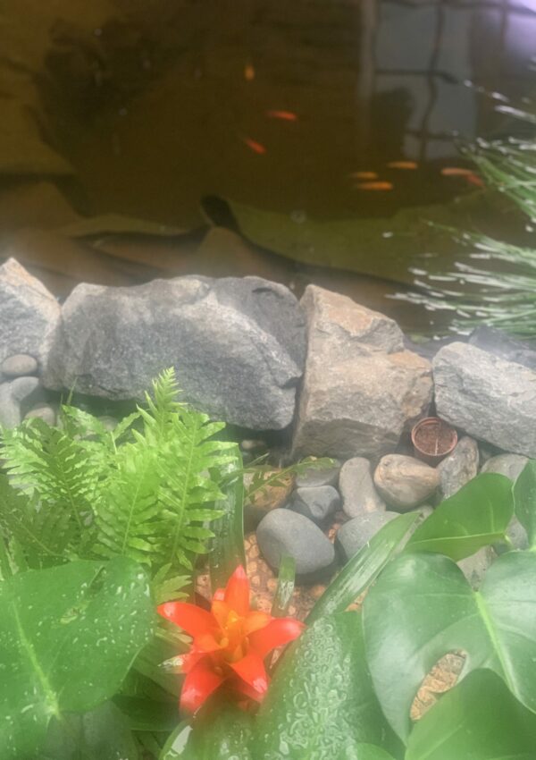 We turned our old jacuzzi into a stunning fish pond