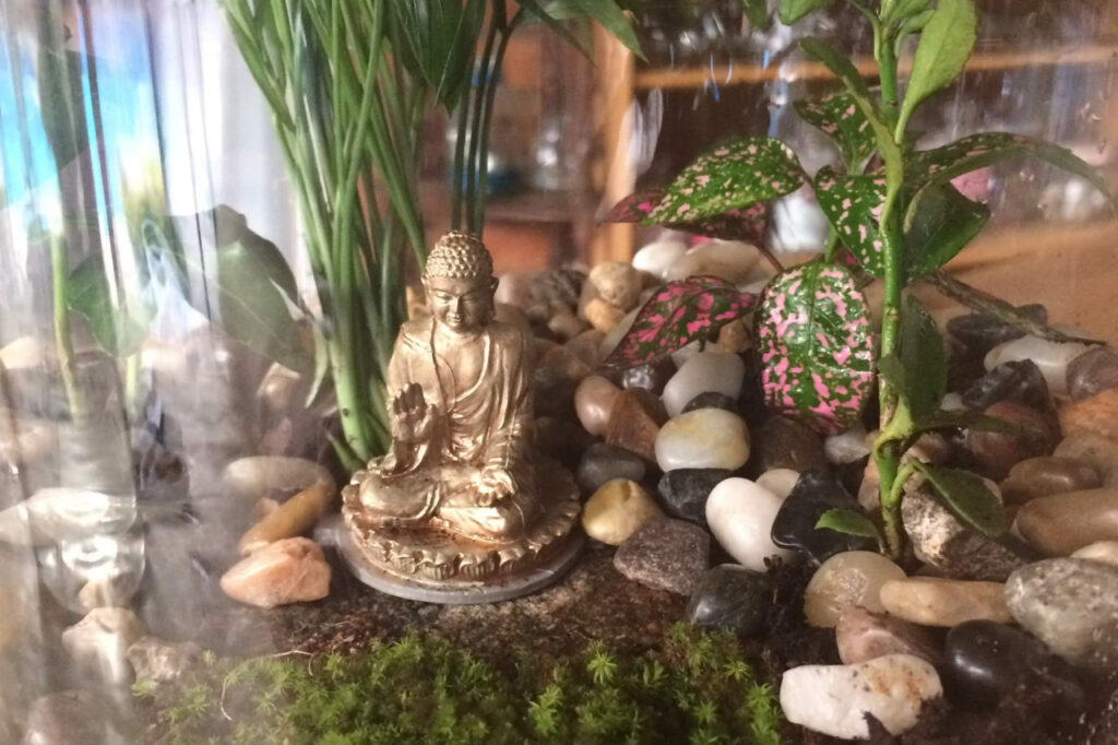 Terrarium care and maintenance