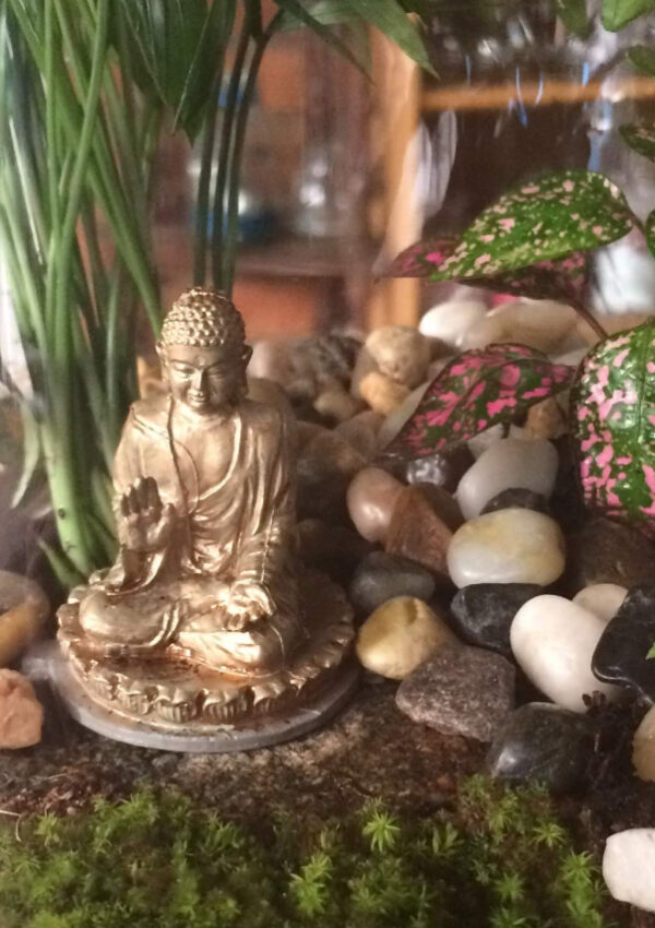 Terrarium Care & Maintenance Tips