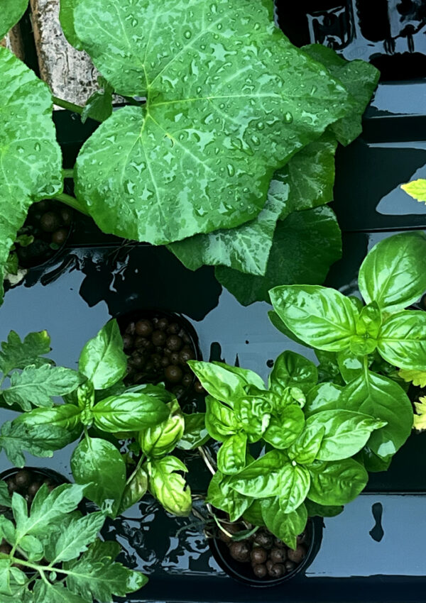 Hydroponics using the Kratky DWC method