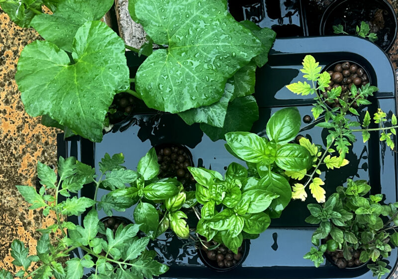 DWC Hydroponics system