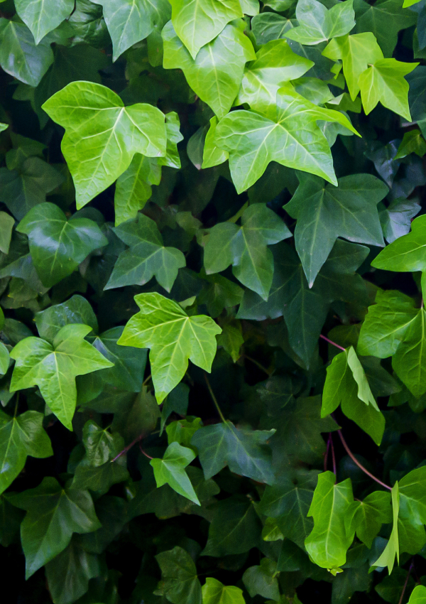 Ivy