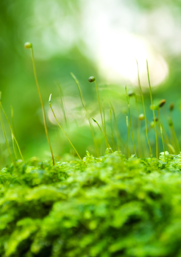 Club Moss