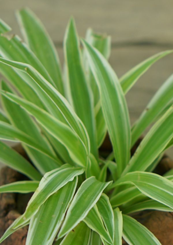 Spider Plant