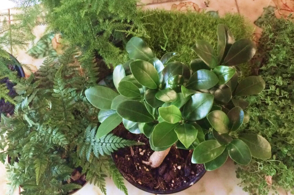 Terrarium Friendly Plants