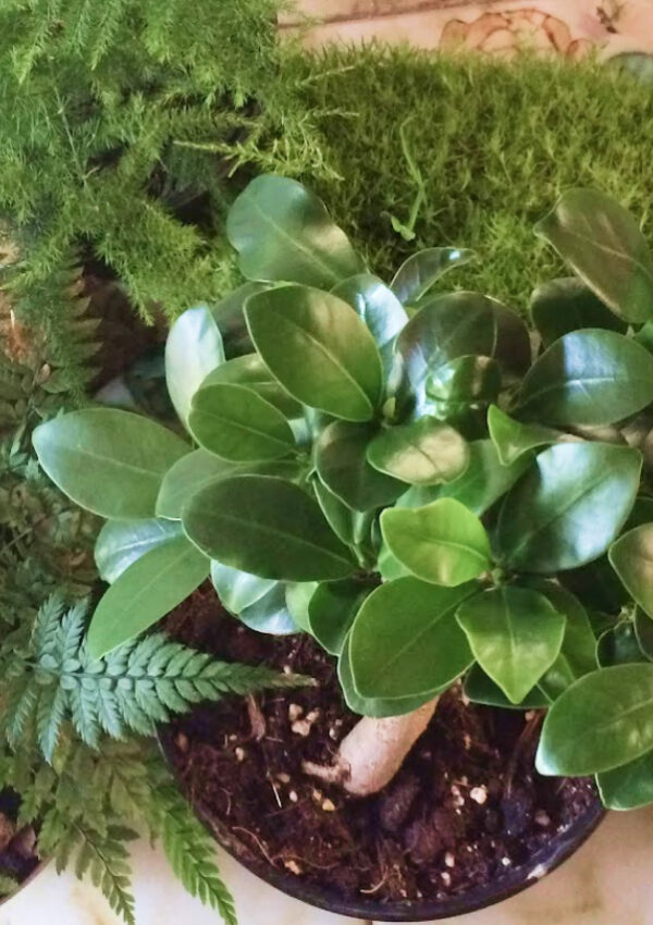 Terrarium friendly plants