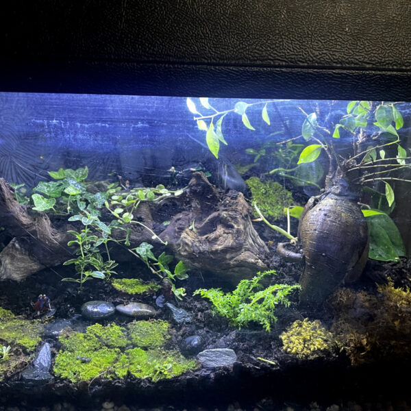 I created my own “Middle Earth” Terrarium using an old Fish Tank