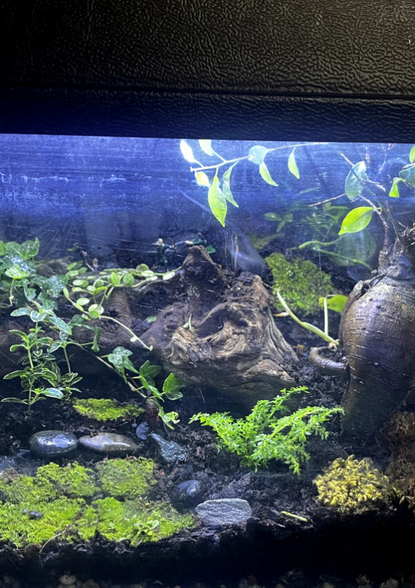 LOTR Fish tank to Terrarium