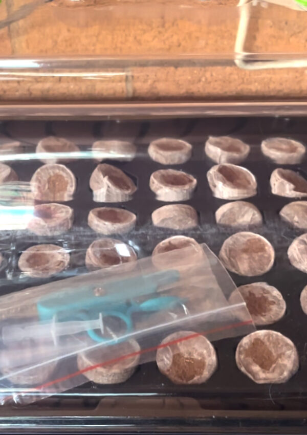 Seedstarter tray with growlight
